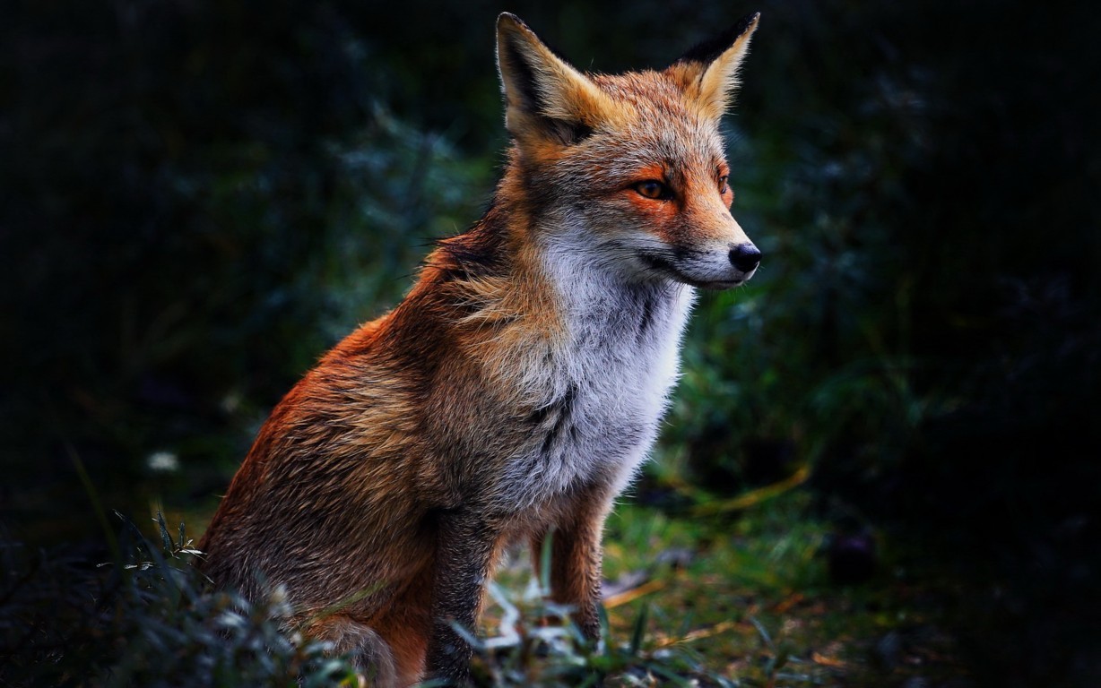 Foxes Image Red Fox Wallpaper And Background Photo 4k Hd