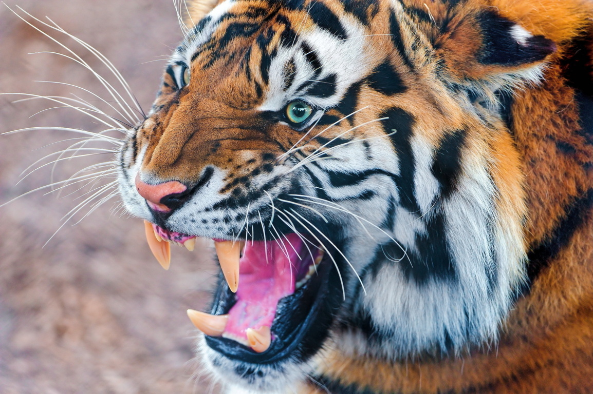 Cute Tiger Cub Desktop Backgrounds