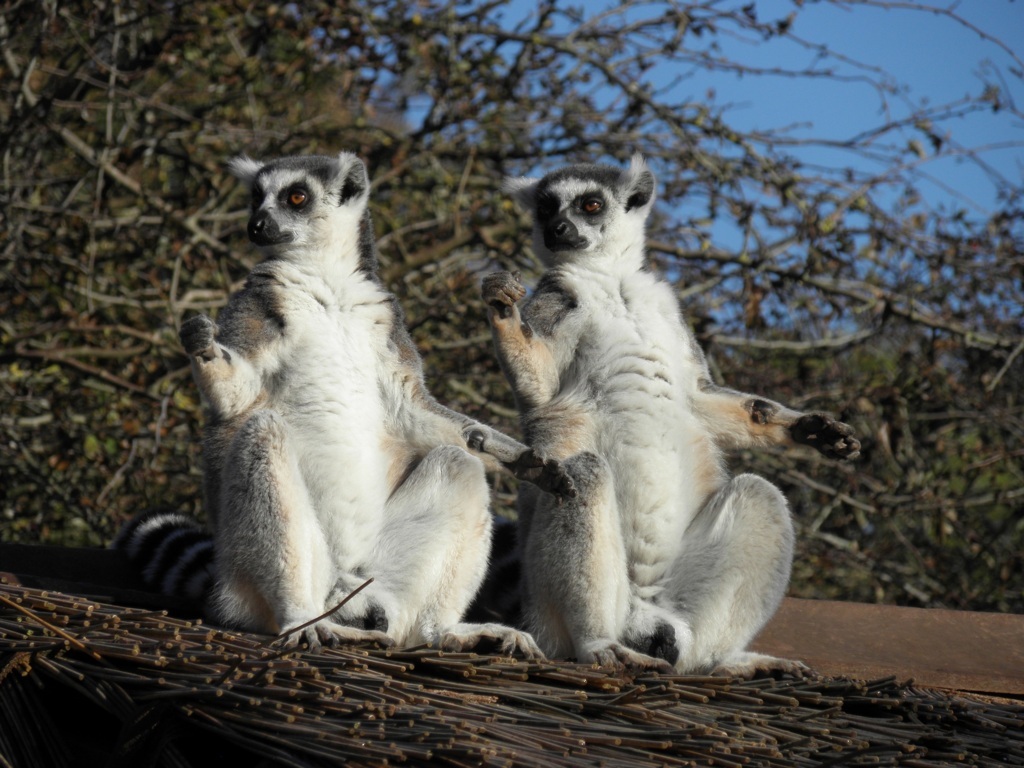 Awesome Tailed Lemurs HD Wallpapers