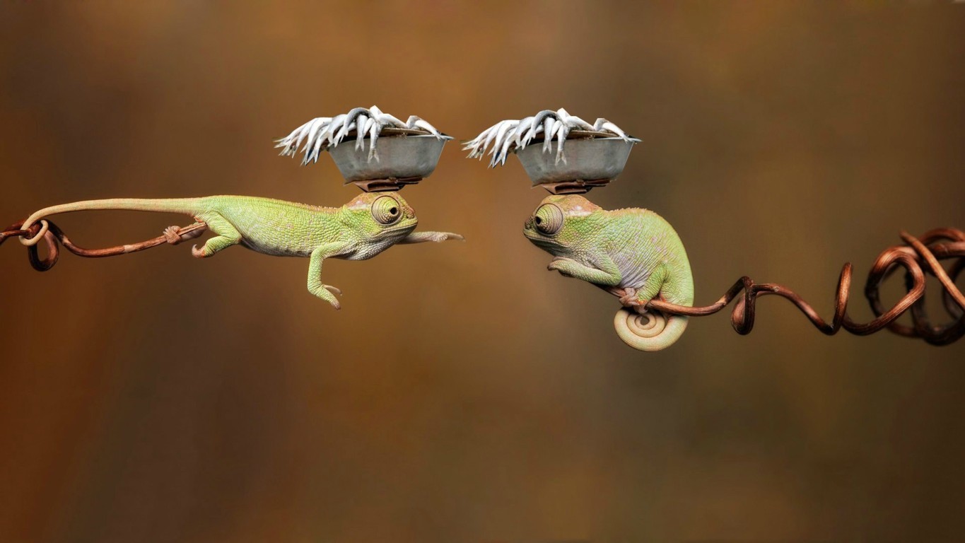 Lizard Chameleon HD Wallpaper
